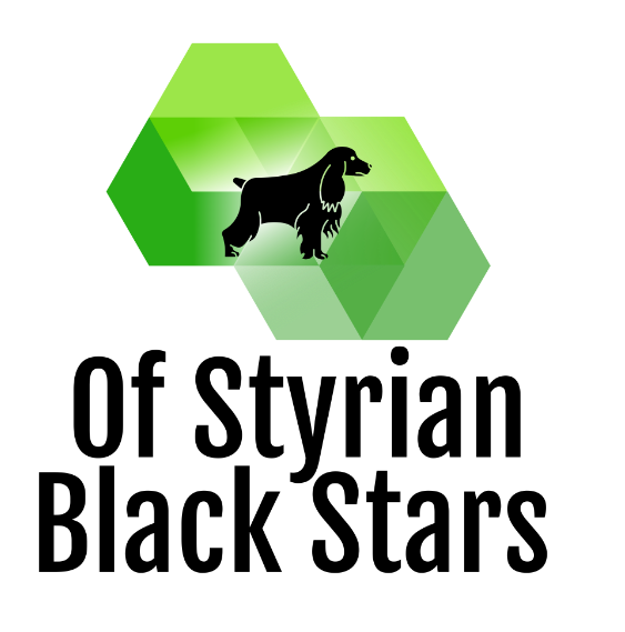 English Cocker Spaniel - of Styrian black Stars Hundezucht